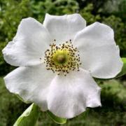 Rosa laevigata 